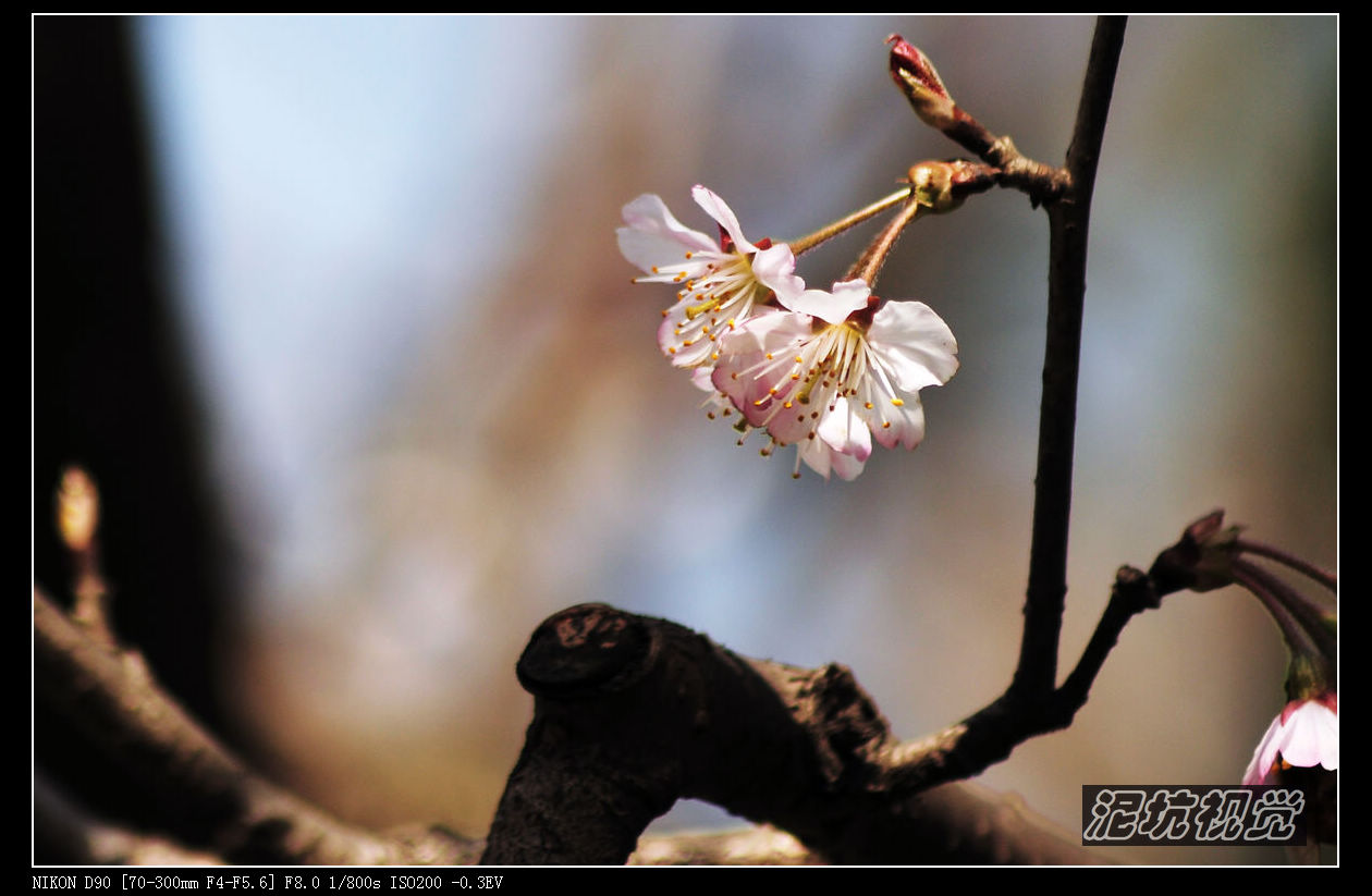 DSC_0107.jpg