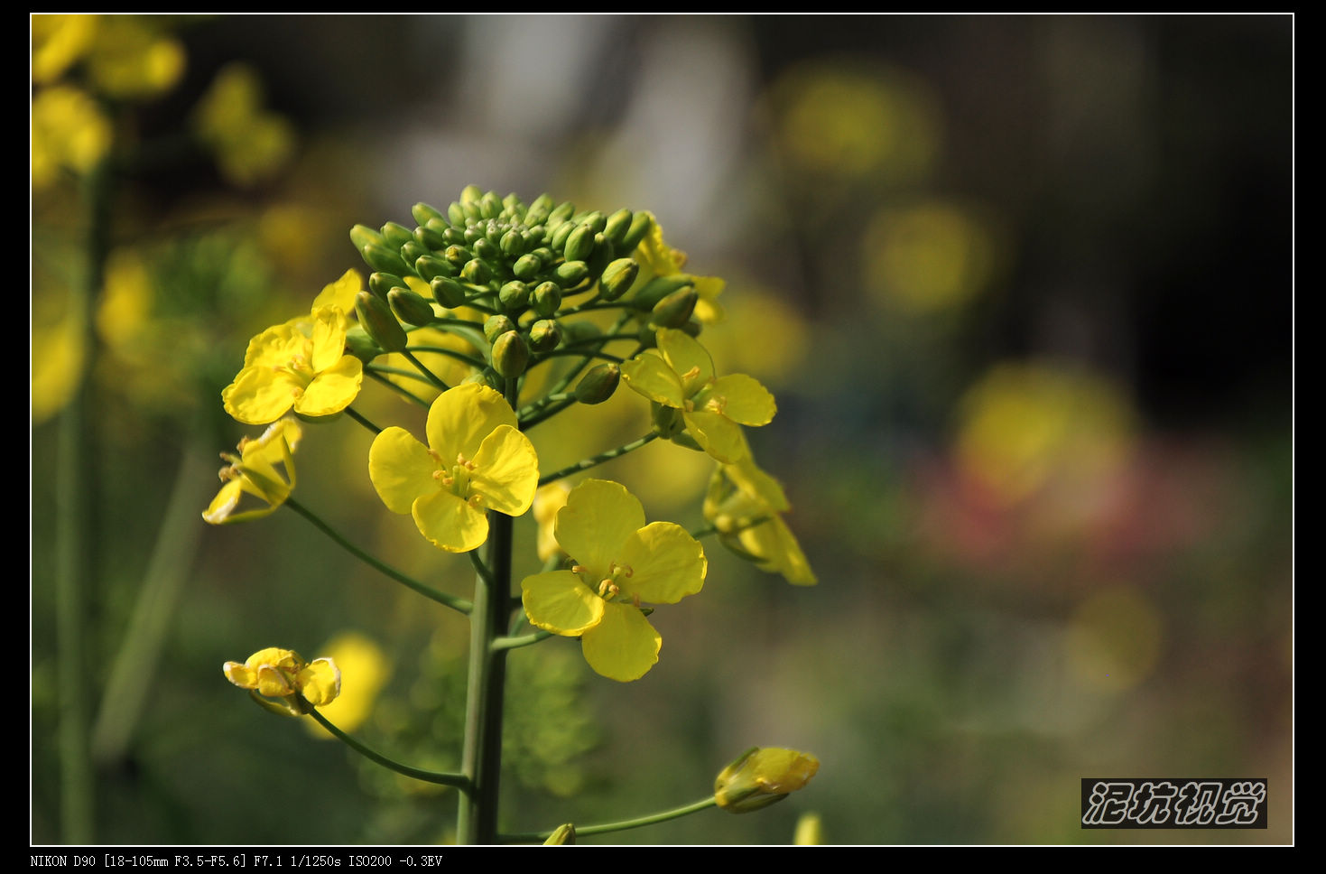 DSC_0090.jpg