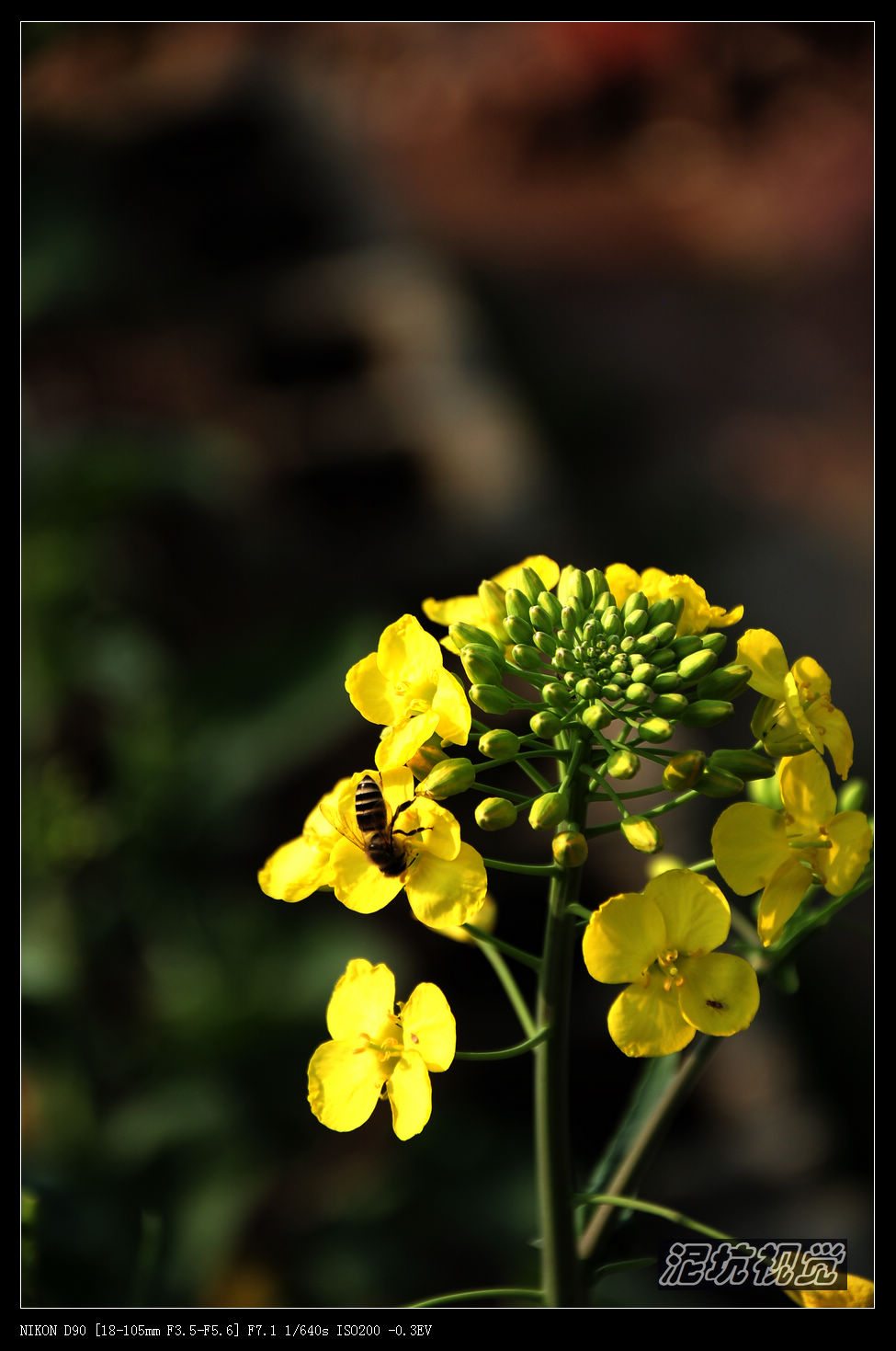 DSC_0097.jpg