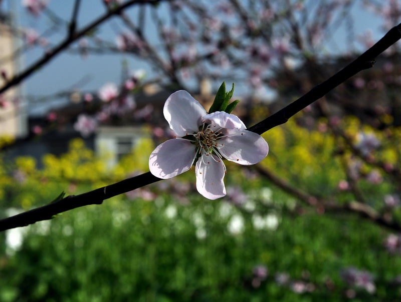 DSC_0139.JPG