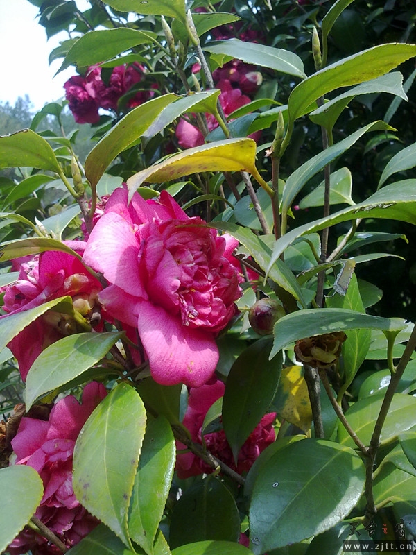 20120402046_副本.jpg