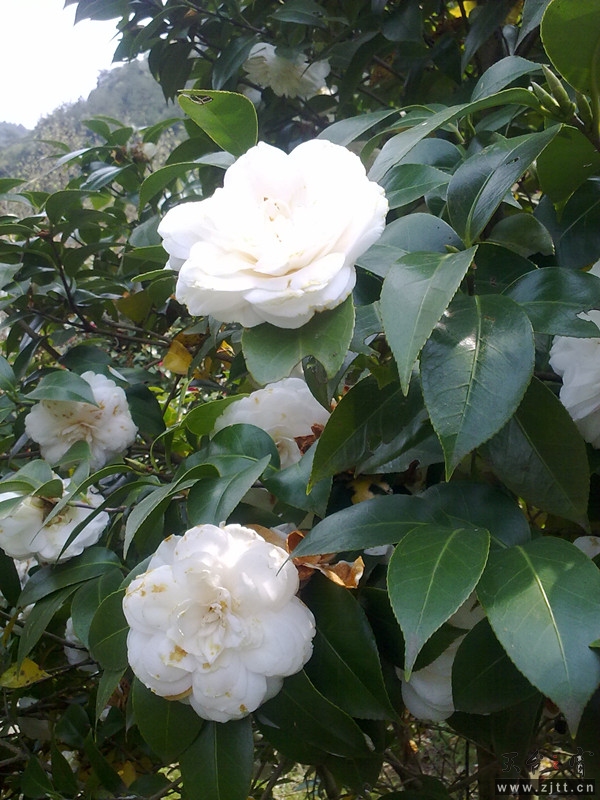 20120402047_副本.jpg