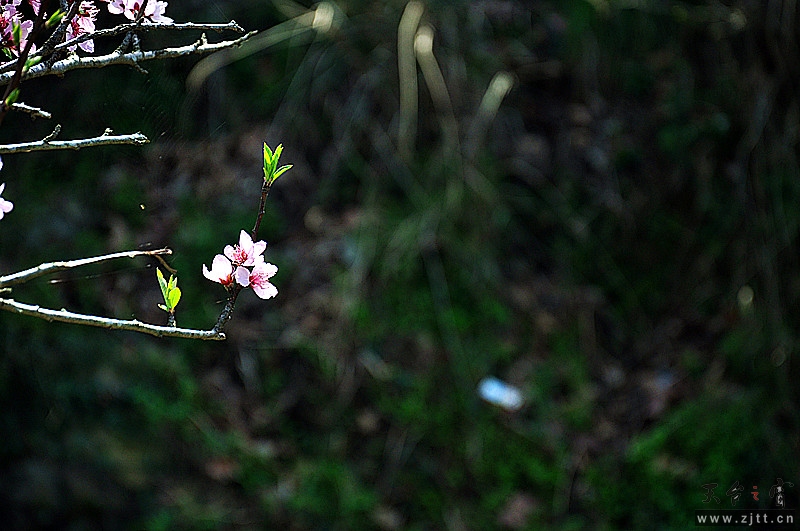 dsc_0068_副本.jpg