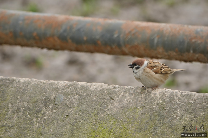 dsc_0130_副本.jpg