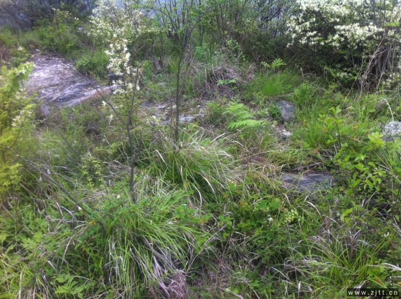 056_conew1.jpg