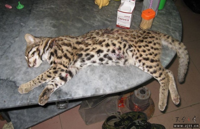 1009138kovckyamocs46vo.jpg