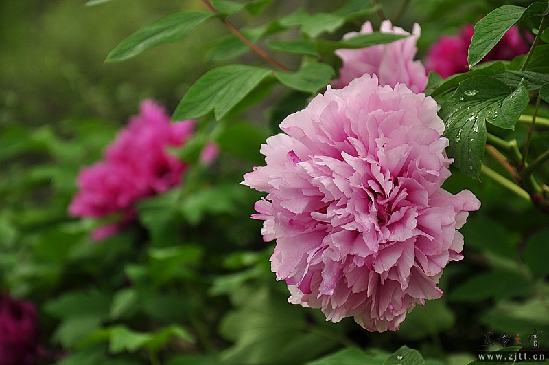 DSC_0169_副本.jpg