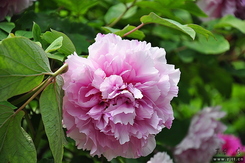 DSC_0212_副本.jpg