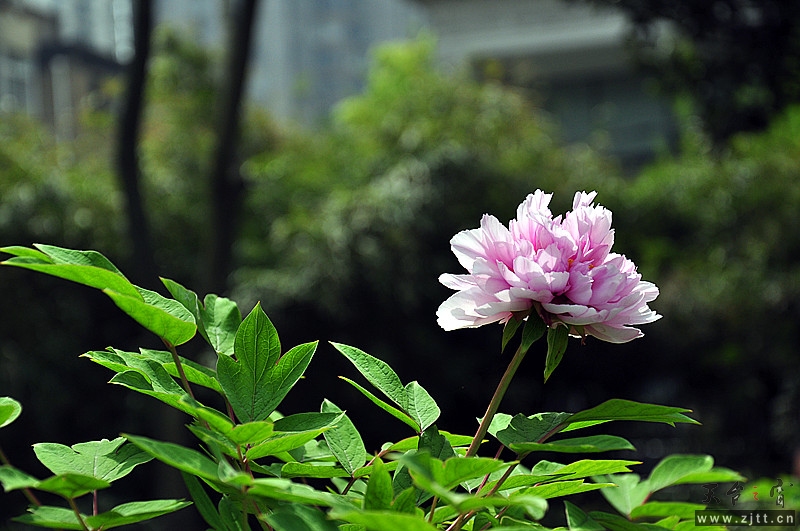 DSC_0224_副本.jpg