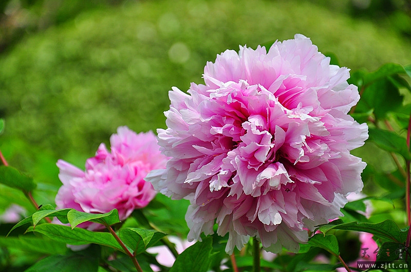 DSC_0336_副本.jpg