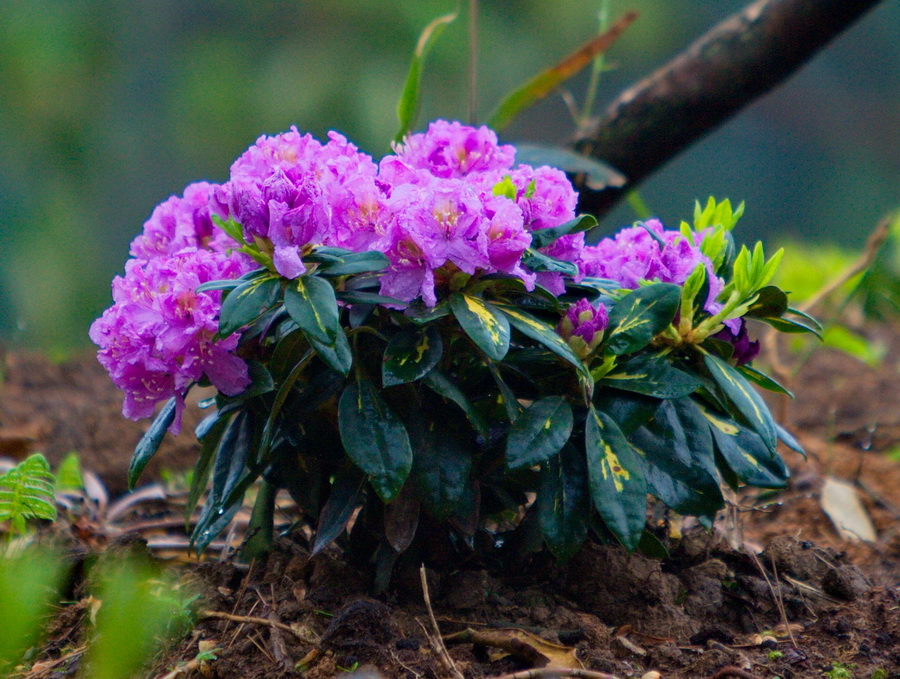 IMG_3612-1_缩小大小.jpg