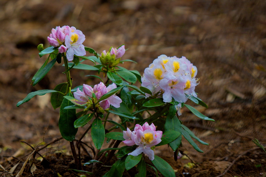 IMG_3616_缩小大小.jpg