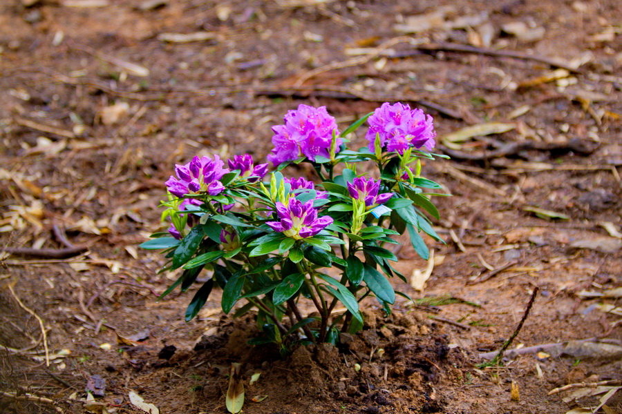 IMG_3629_缩小大小.jpg