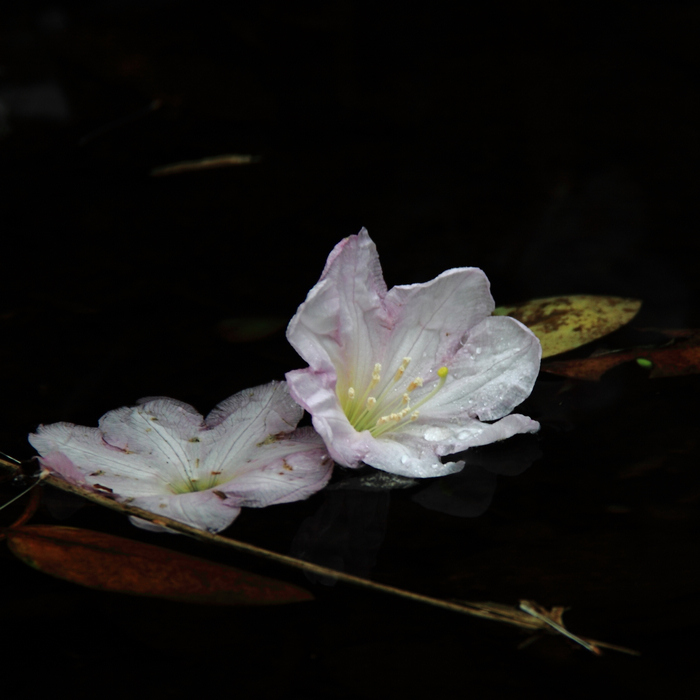 _MG_0110.jpg