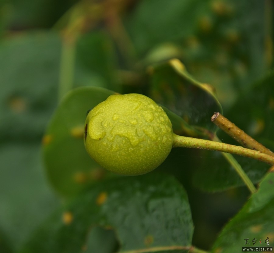 DSC_0467.jpg