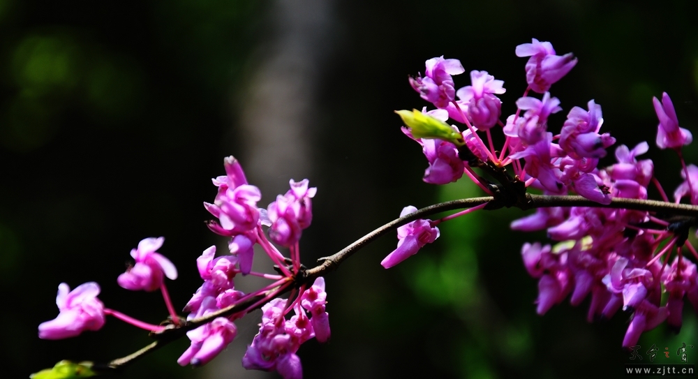 DSC_0035.jpg