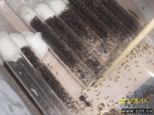 212500g0sptts4os7at5rz.jpg