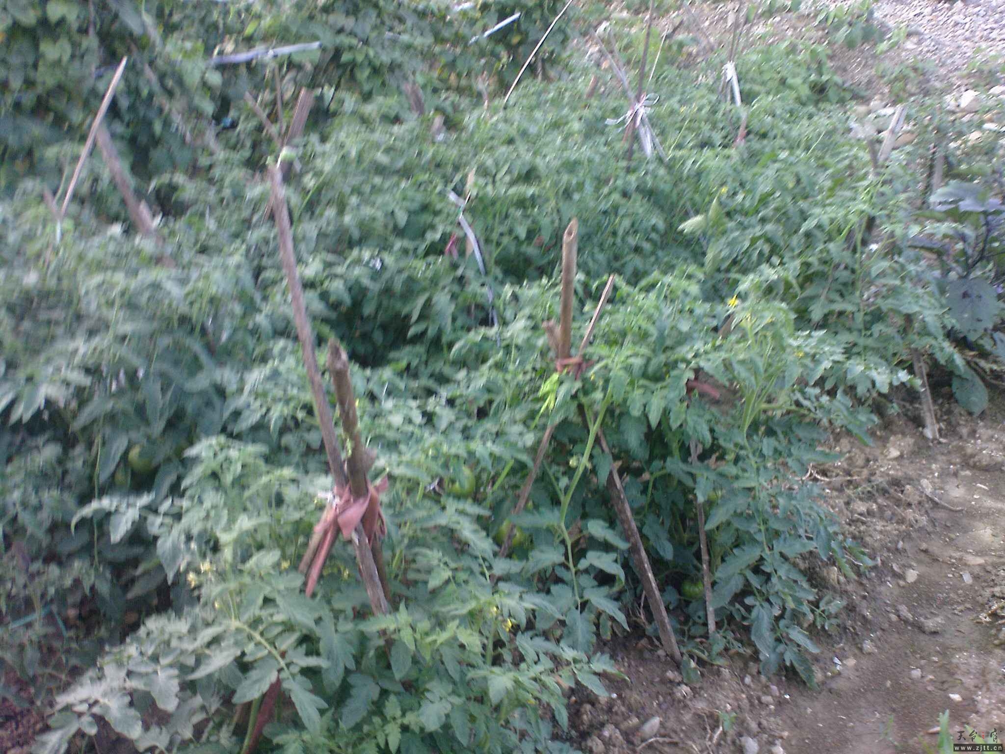 DSC00761.JPG
