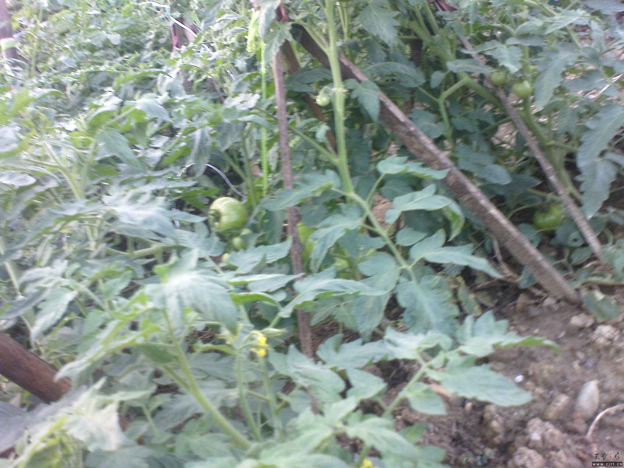 DSC00762.JPG