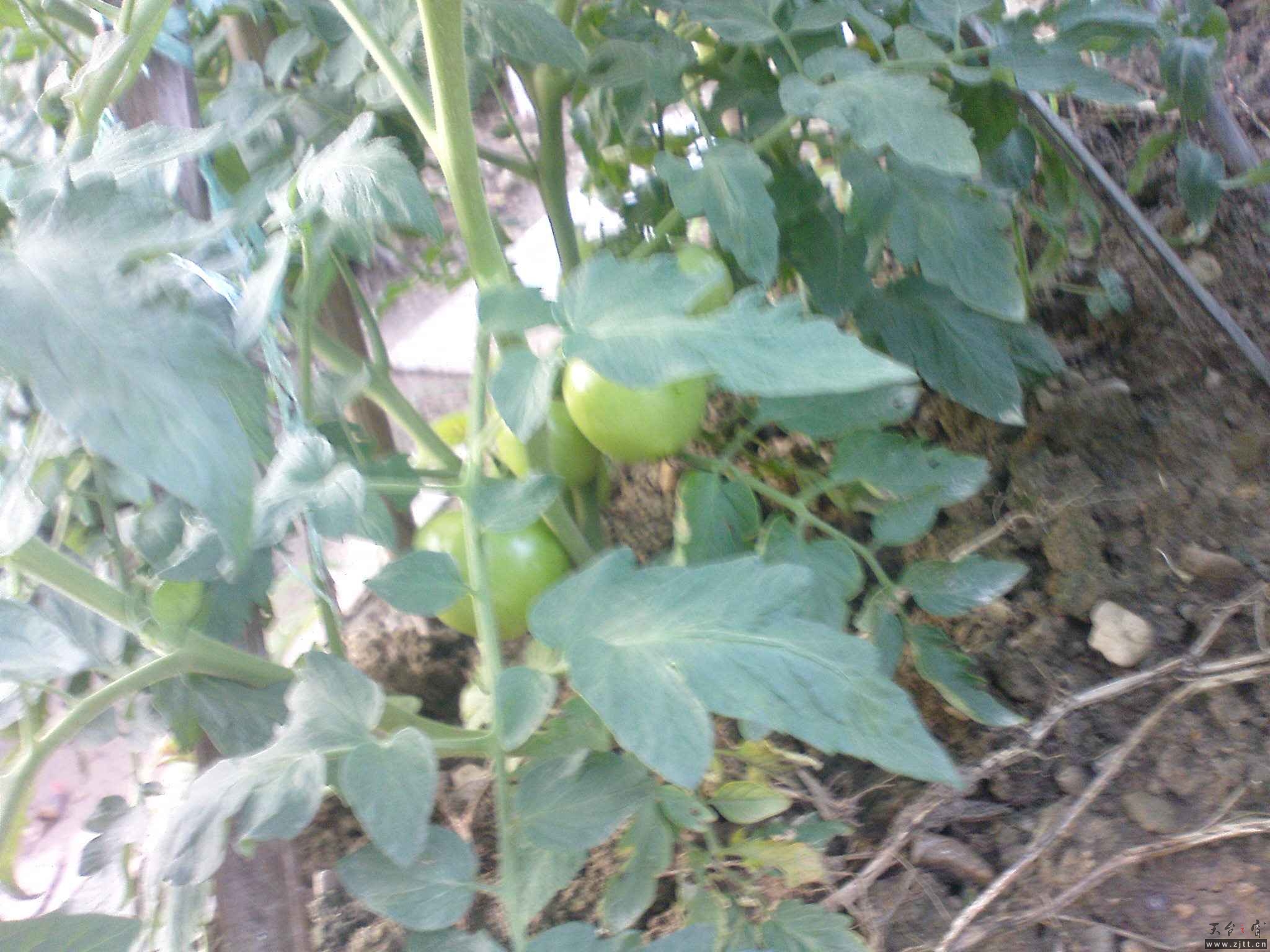 DSC00763.JPG