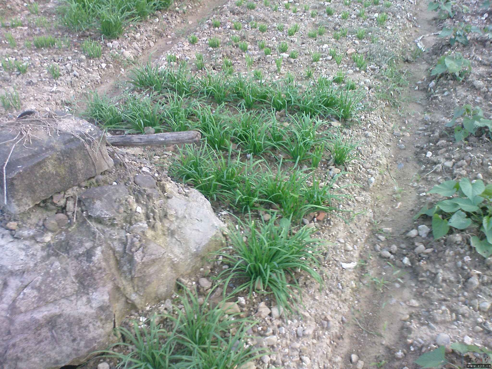 DSC00768.JPG