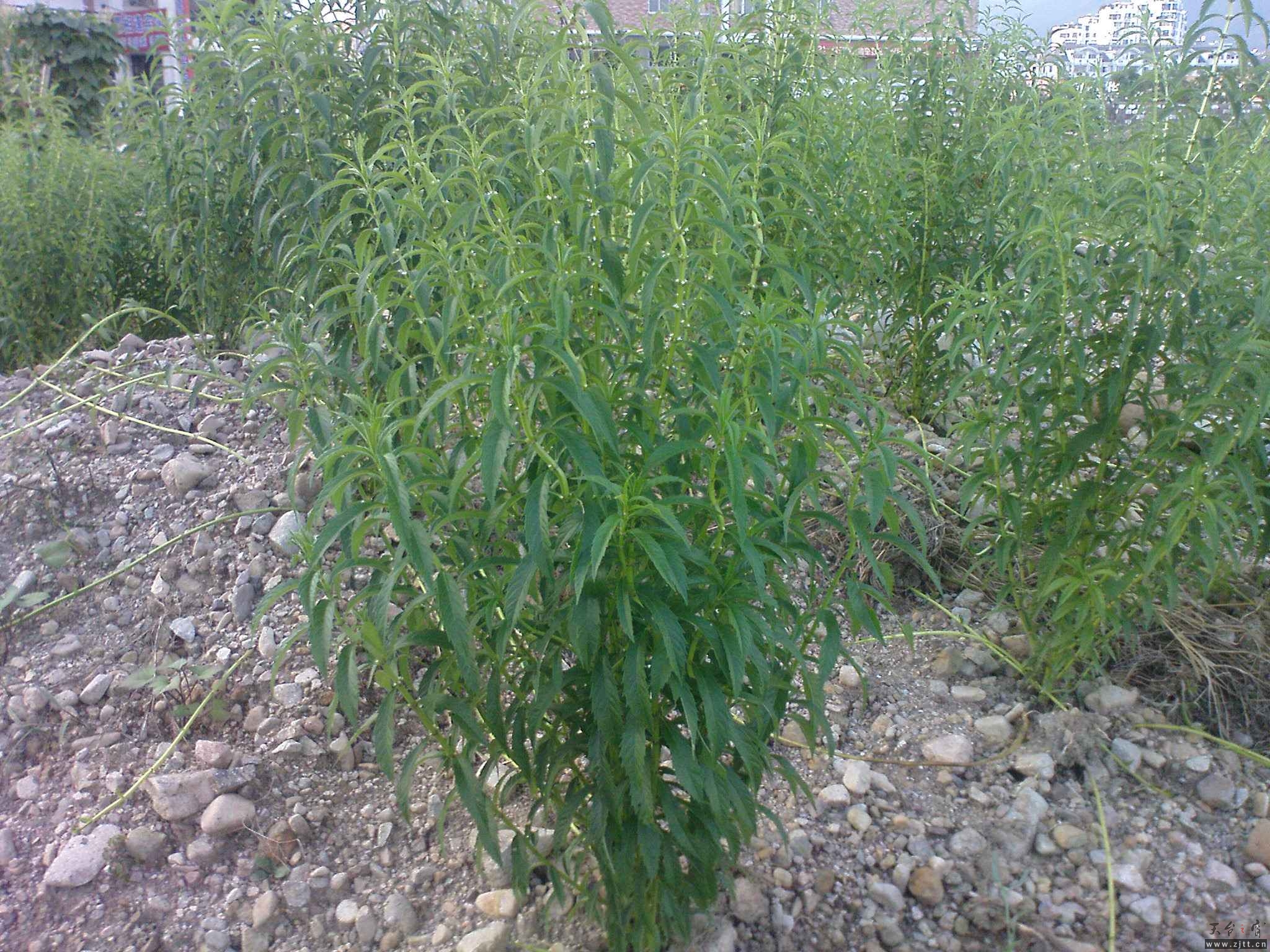 DSC00782.JPG