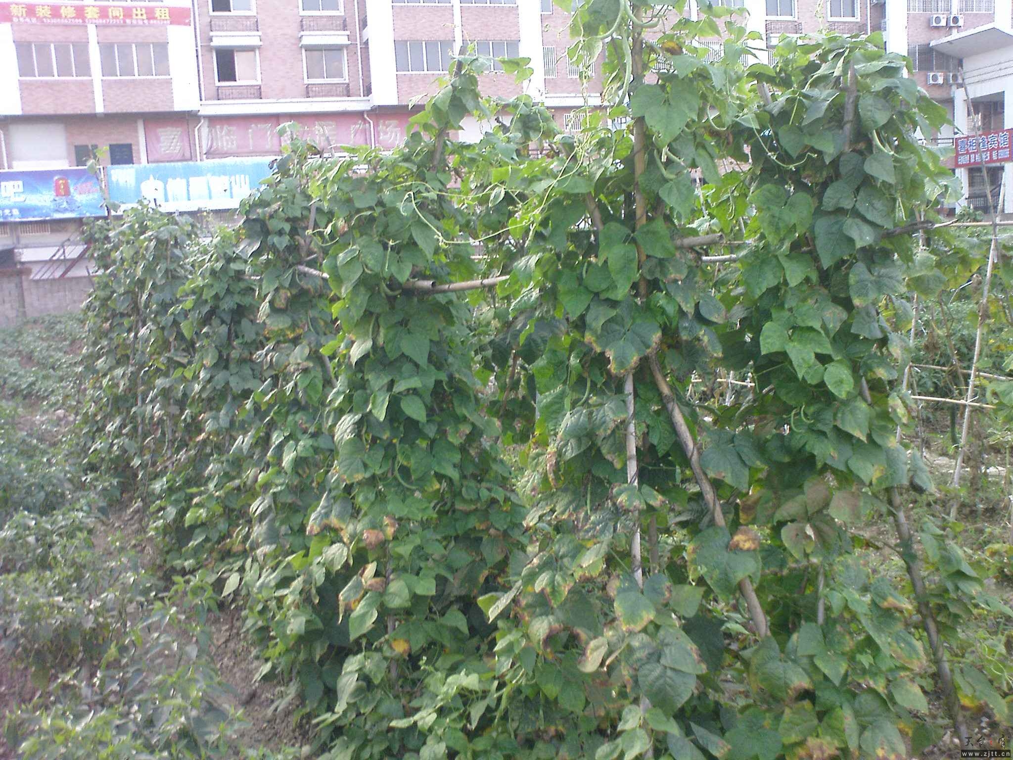 DSC00783.JPG