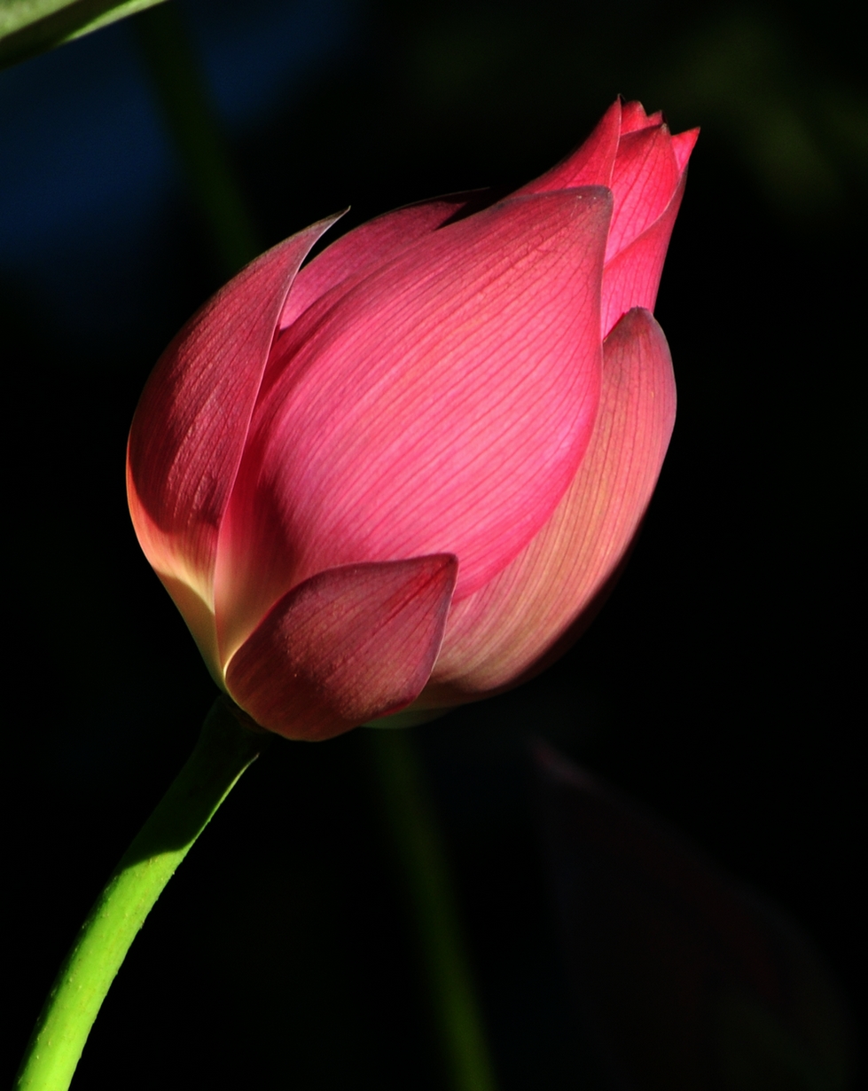 DSC_0176.JPG