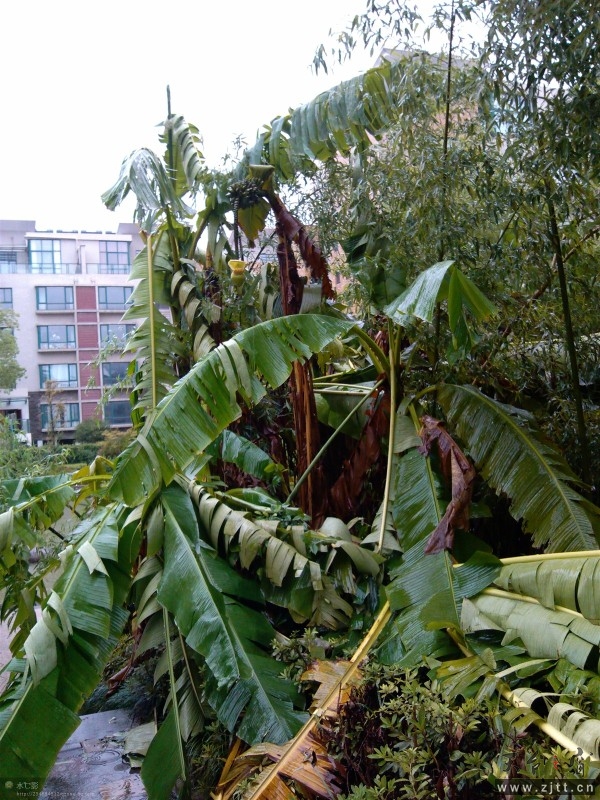 p9sb.jpg