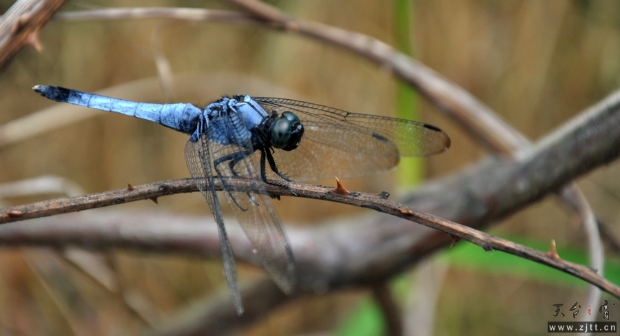DSC_0252.jpg