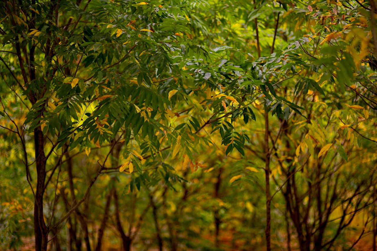 DSC_3041_缩小大小.jpg