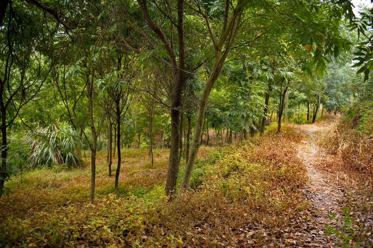 DSC_3062_缩小大小.jpg
