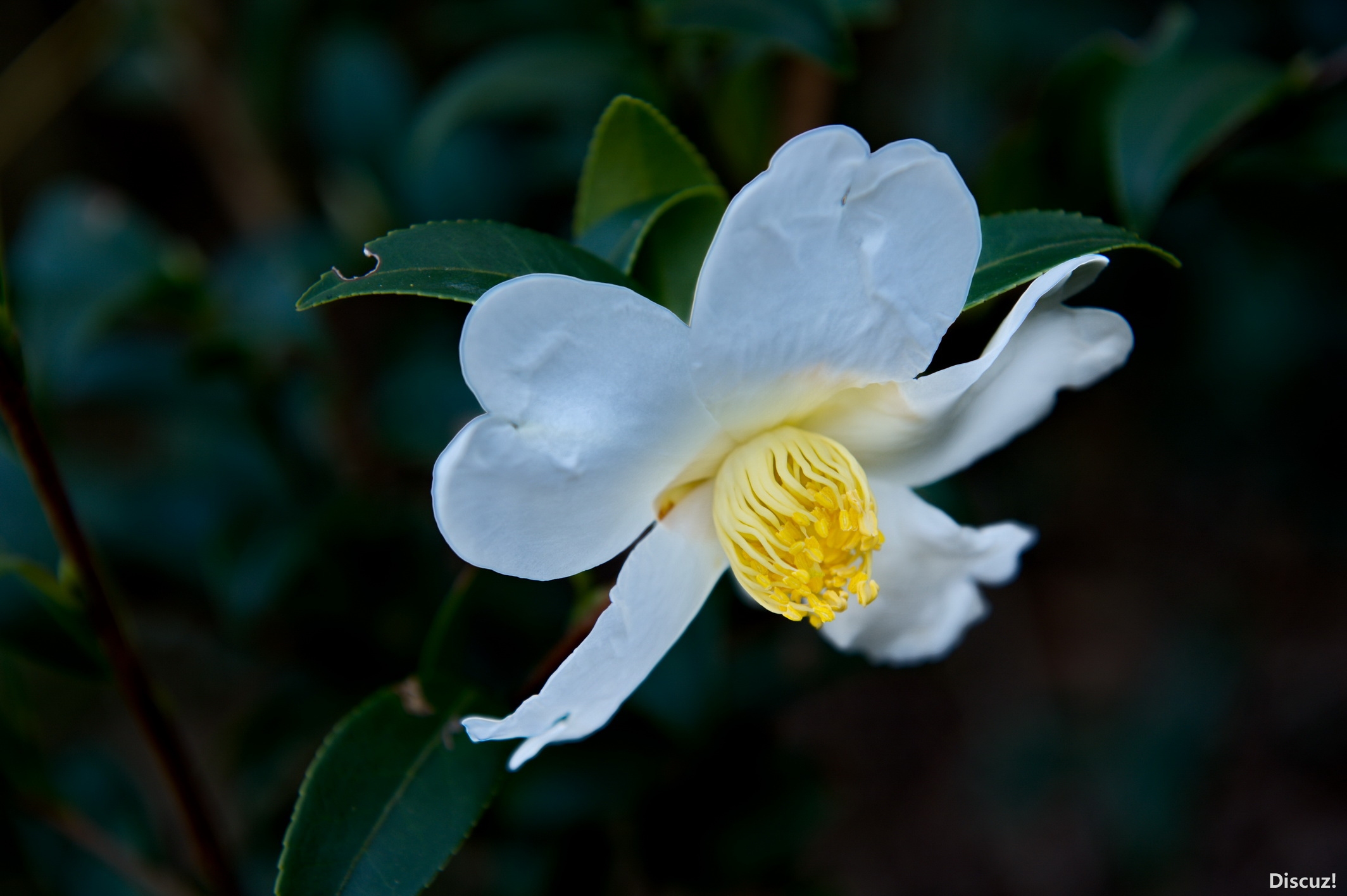 DSC_3680_缩小大小.jpg