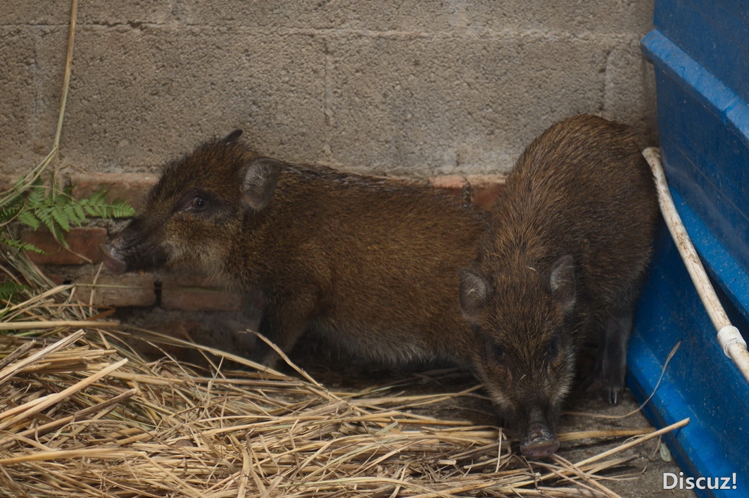 DSC_3705_大小.jpg