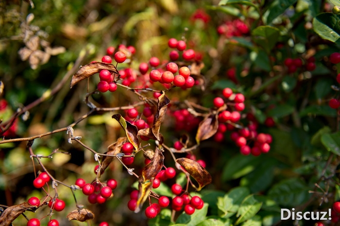 DSC_3724-1.jpg