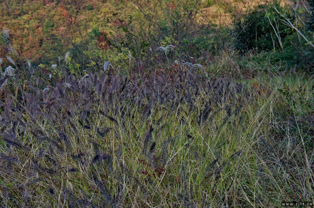 DSC02129_缩小大小.jpg