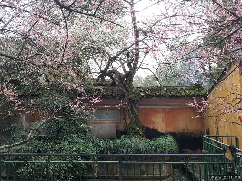 隋梅_副本.jpg