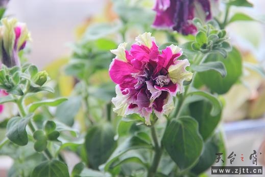 牵牛花（重瓣）