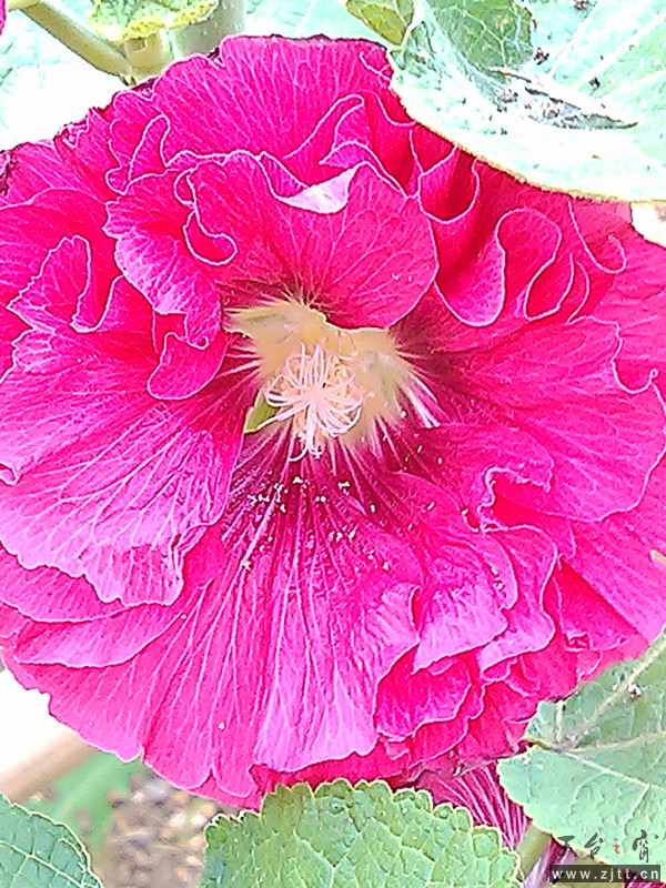 IMG_20130525_123559_副本.jpg