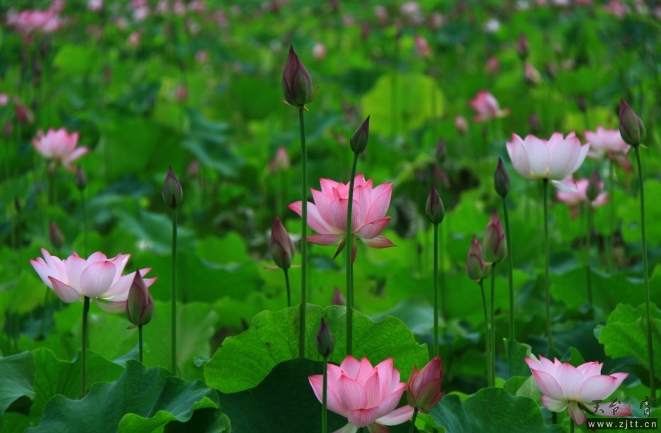 QQ图片20130611112619.jpg