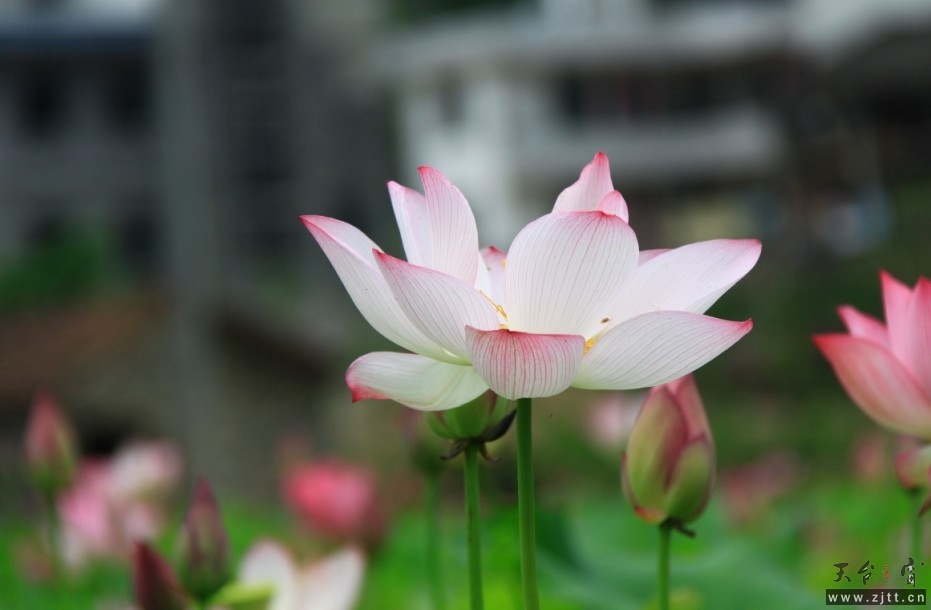 QQ图片20130611112641.jpg