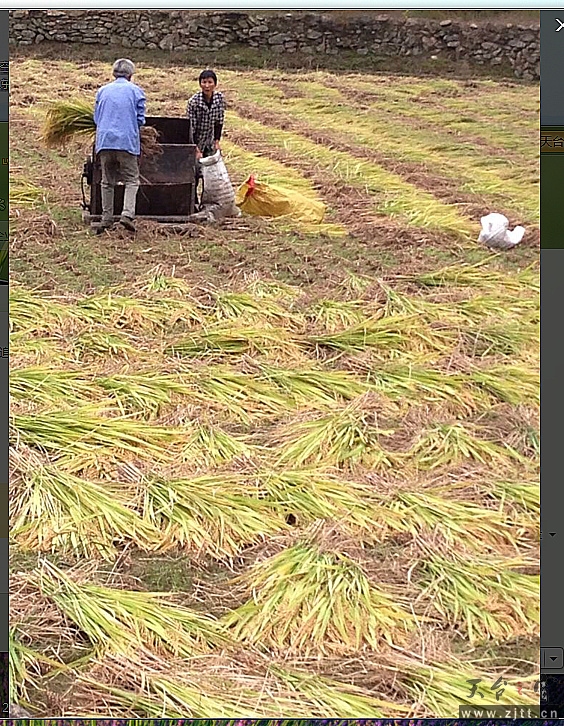 割稻子.jpg