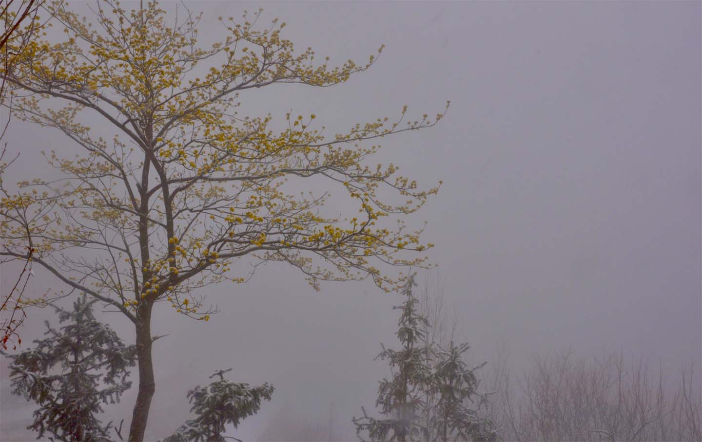 DSC_0242.JPG
