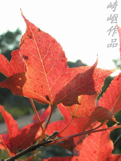 [原创]今天刚拍的几张.
