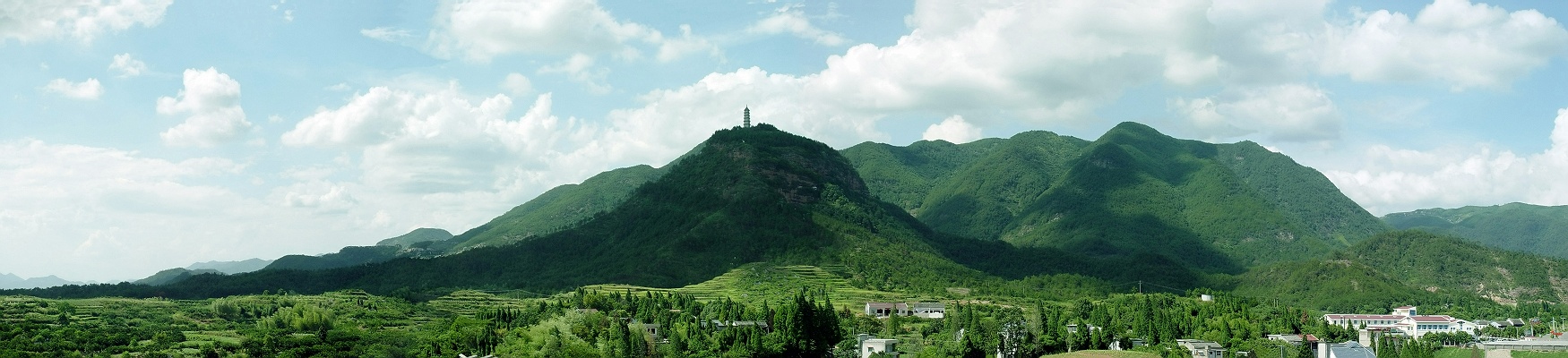 老树进来