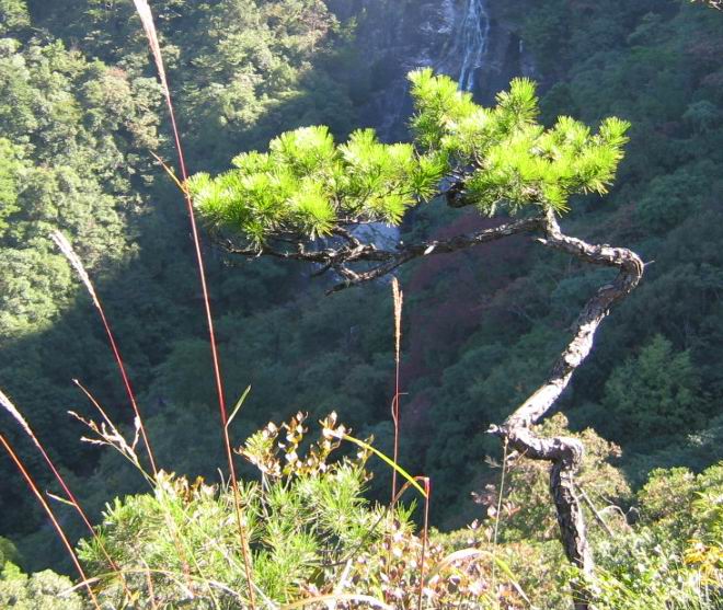 百山祖---黄茅尖登顶穿越之PP