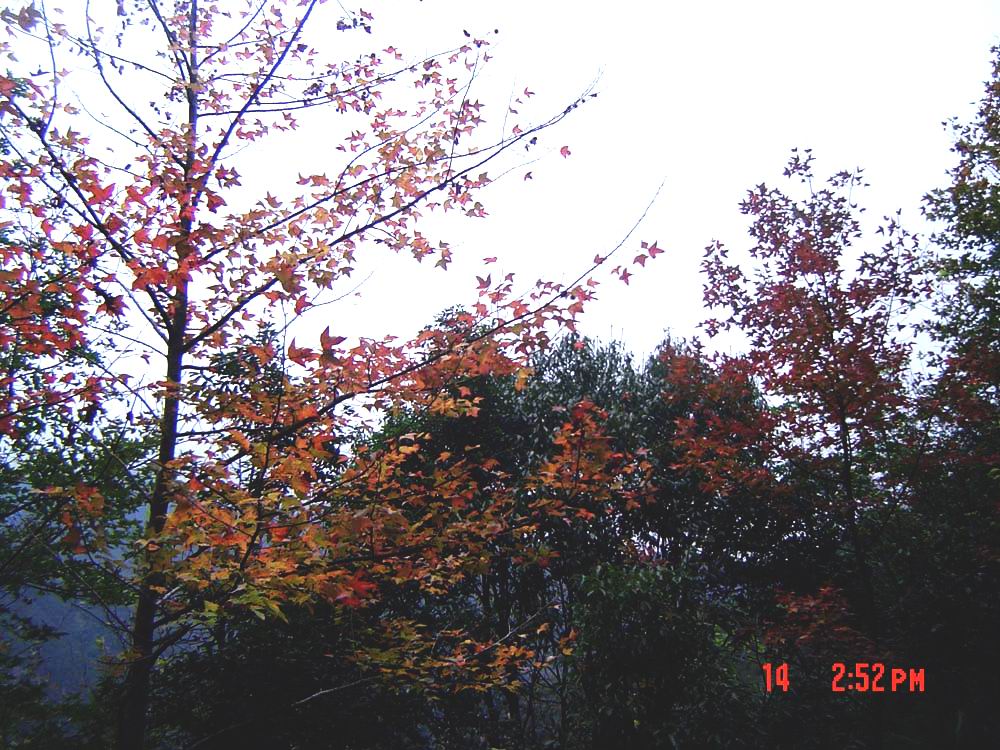 枫叶红于二月花