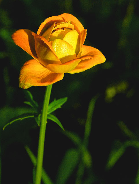 黄花大－－－－－－