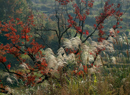 红叶与荻花 2004.11.5
