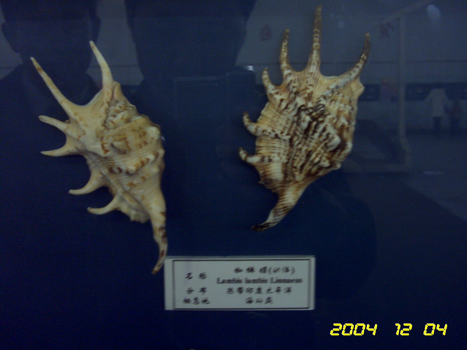 贝壳展